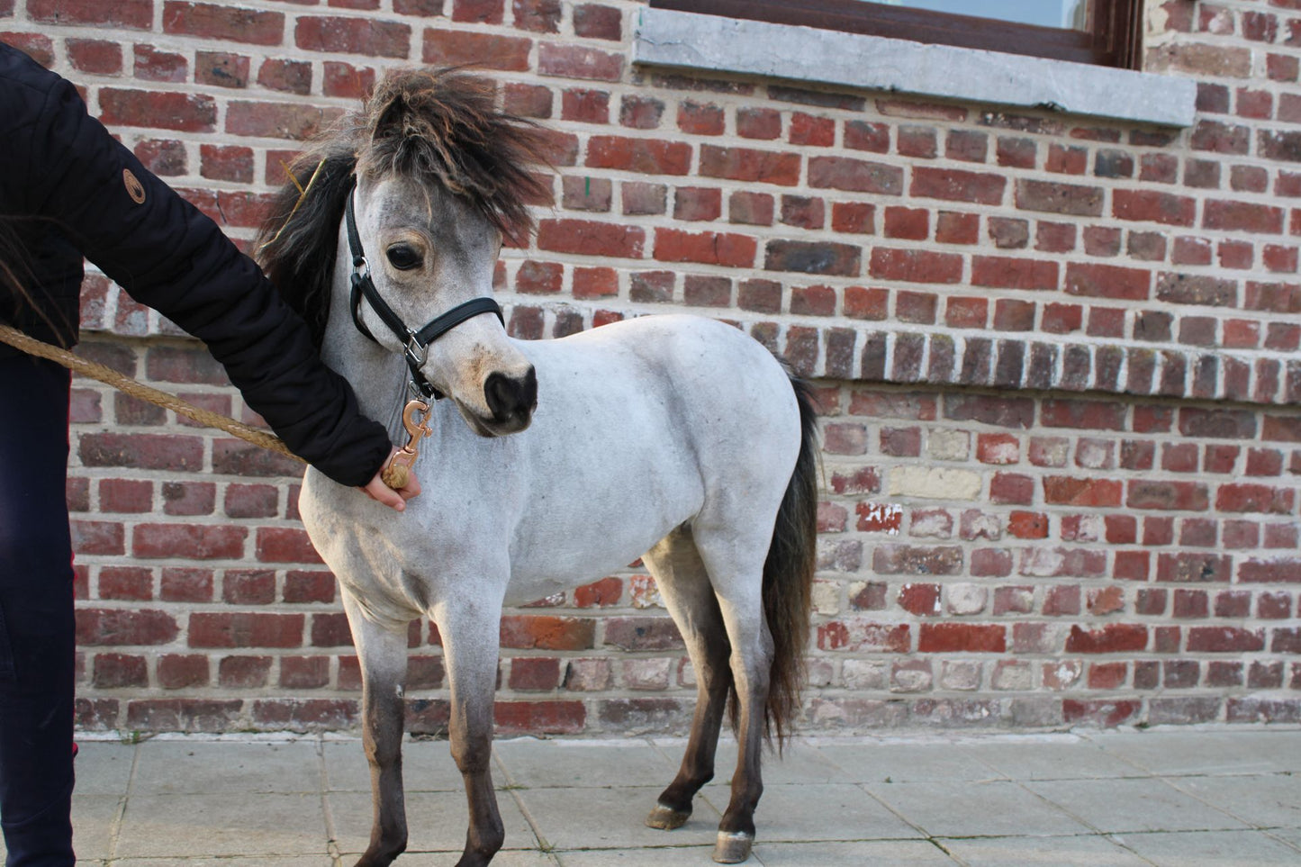 Veulens te koop